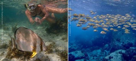 Snorkeling La Digue, Seychelles | A Guide to the Best Spots ...