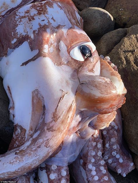 Giant squid with huge eye and fist-sized beak washes up in Cape Town ...