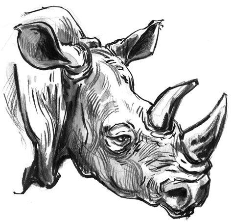 African Rhino ink & pencil field sketch - Gary geraths | Animal ...