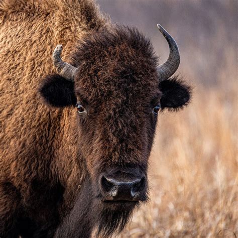 Badlands National Park Wildlife | Badlands Natural History Association