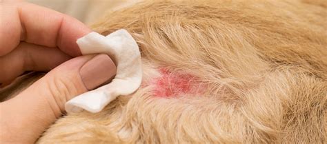 How To Treat Bad Flea Bites On Dogs