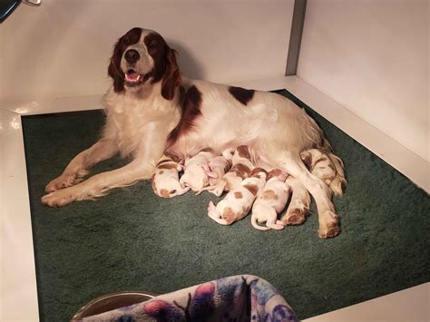 NyaStar & Chequamegon - Irish Red And White Setter Puppies For Sale ...