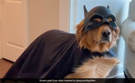 Dog Dressed Up For Halloween As "Bat Dog", Viral Video Melts Hearts