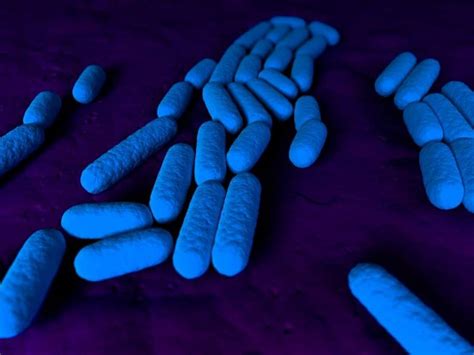 Bacillus Subtilis Probiotic Benefits for Gut Health | MindZymes