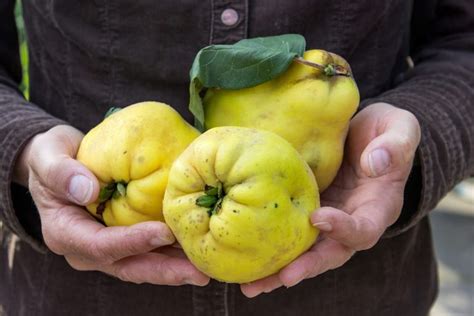 What Is Quince Fruit? (Don’t eat it uncooked!) — FEED Cooperative