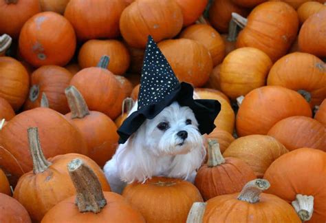 Halloween Dogs Wallpaper