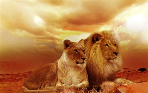 Lion Family HD Wallpaper - Forever Wallpapers