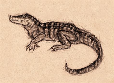 Scientific Illustration | sarah-oconnell: Sketch of a baby alligator ...