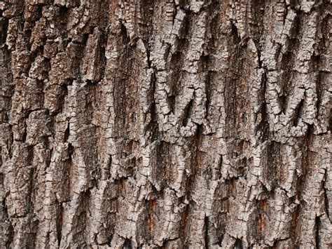 Tree Bark Texture For Photoshop (Nature-Grass-And-Foliage) | Textures ...