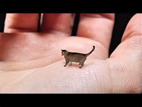 How Small Is The Smallest Cat In The World - Cat Lovster