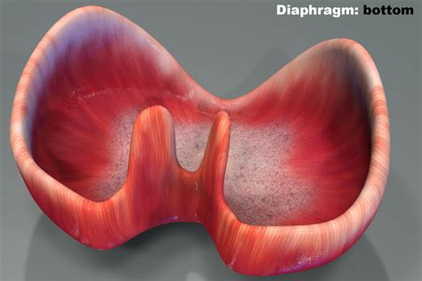 Diaphragm Animation