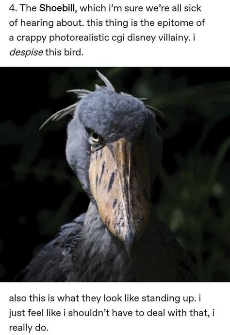 Tumblr User's Non-Comprehensive List Of Birds Which Angers Them | List ...