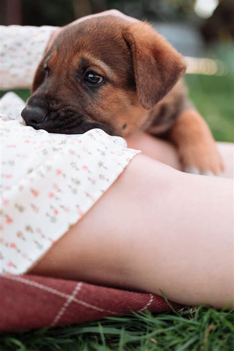 Brown and White Corgi Mix · Free Stock Photo