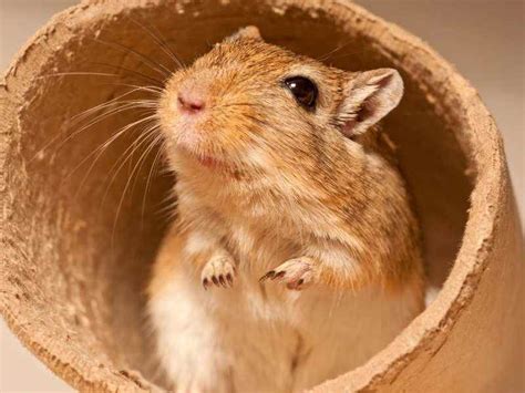 Gerbils - Male or Female? Whether to get a male or a female