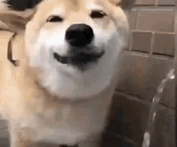 Dog Smiling GIF - Dog Smiling Cute - Discover & Share GIFs