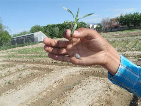 Xtremehorticulture of the Desert: Controlling Nutgrass in Lawns