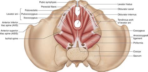 Chiropractic Care and the Pelvic Floor - AltaVie Health and ...