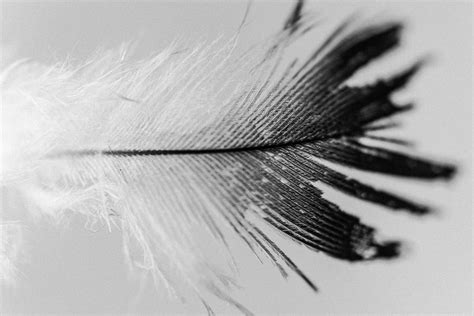 Black and White Feathers - Tahnia Roberts Artworks