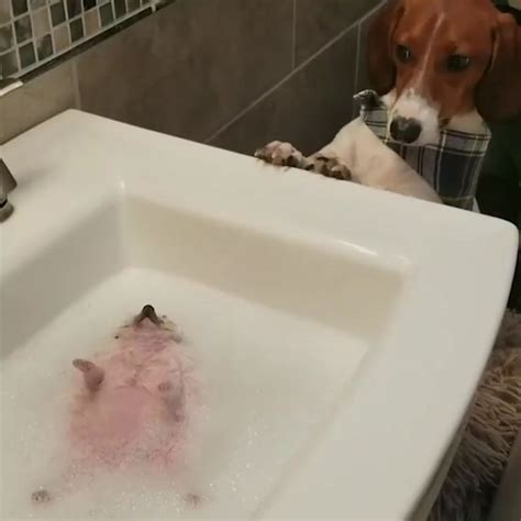 Create meme "bath the dog, dog, dog bath funny" - Pictures - Meme ...