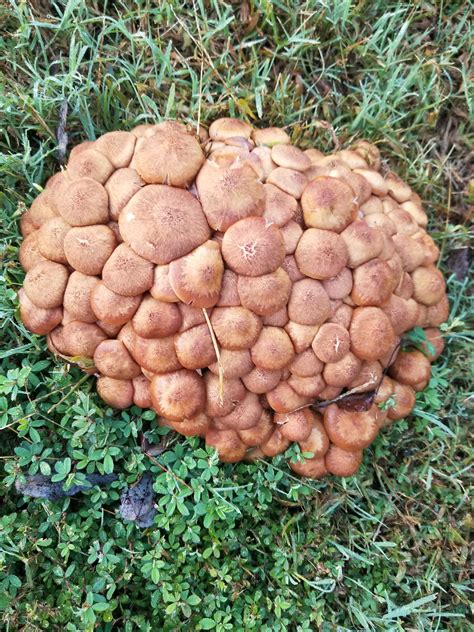 This huge cluster of mushrooms that randomly grew in my yard ...