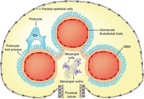 What Is Glomerular Basement Membrane Glomerulonephritis - Openbasement