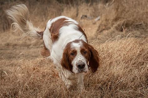 Irish Red and White Setter Dog Breed Information