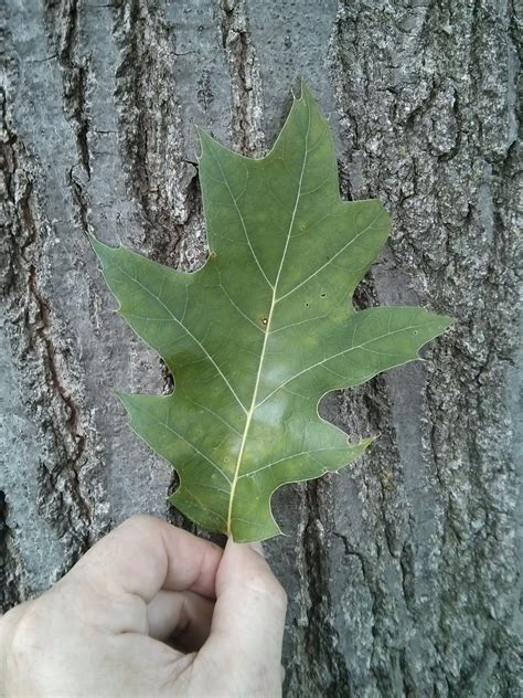 NORTHERN RED OAK - QUERCUS RUBRA | The UFOR Nursery & Lab