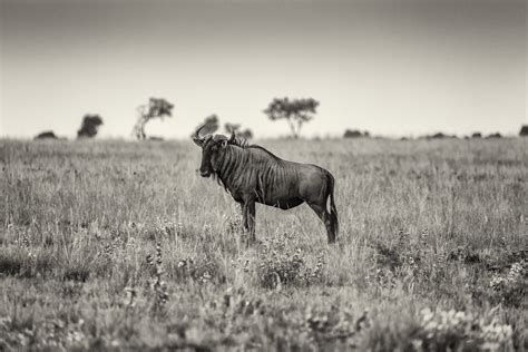 Alone | A typical Highveld grassland landscape with a Wildeb… | Flickr