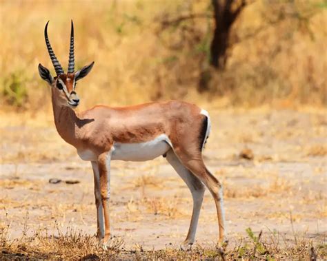 Grant's Gazelle - Facts, Diet, Habitat & Pictures on Animalia.bio