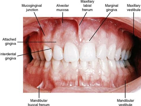 Incredible Mucogingival Junction References