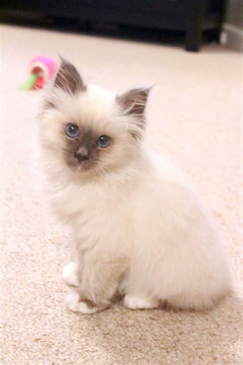 44+ Birman Ragdoll Mix Cat - Furry Kittens