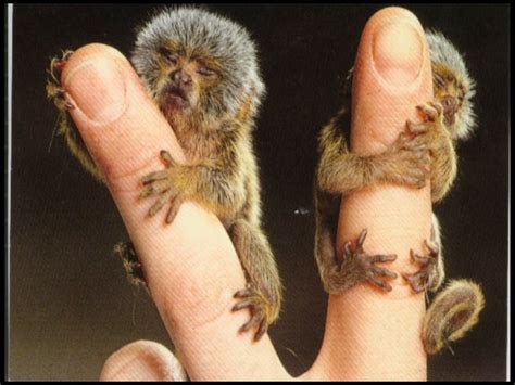 The Pygmy Marmoset