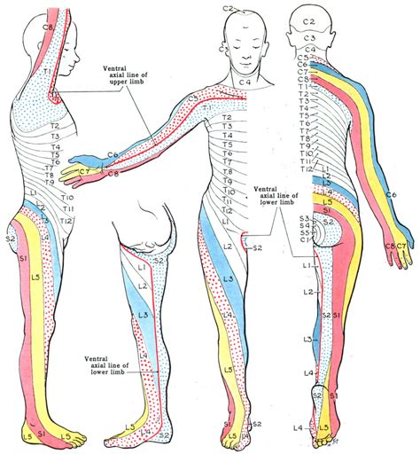 Dermatome (anatomy) - Wikipedia