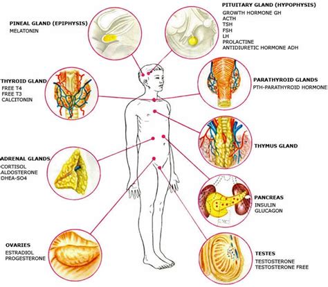 Hormones and Body Fat Storage | hormones | Pinterest