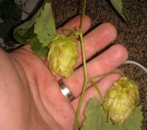 gabriel nagmay (dot com) | Archive » Growing hops from seed