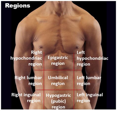 Body Quadrants Labeled / Nine Abdominal Regions And Four Quadrants Quiz ...