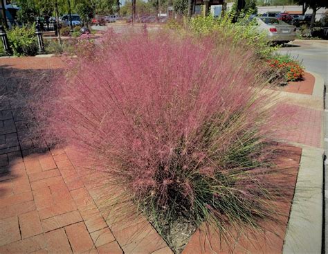 9 Unbelievable Facts About Pink Muhly Grass - Facts.net