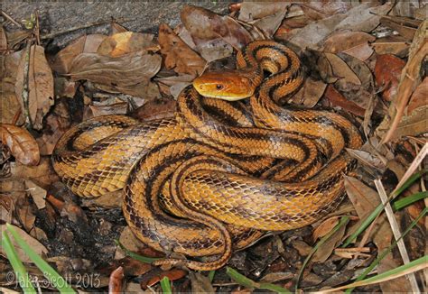 Yellow Rat Snake (Elaphe obsoleta quadrivittata)