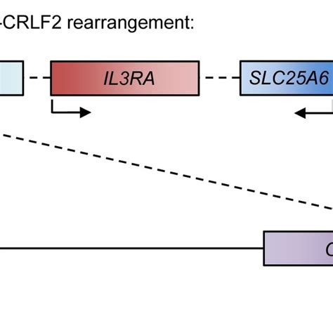 The Pseudoautosomal Regions and Genes. Schematic of the X and Y sex ...