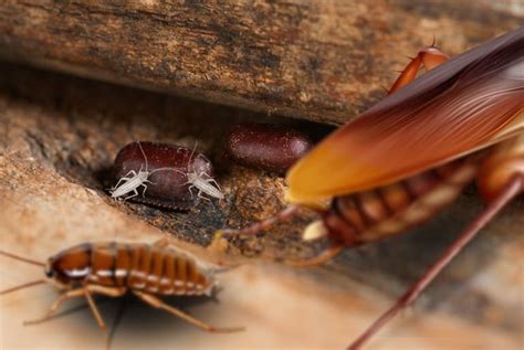 tree roach life cycle - Gwenn Schulz