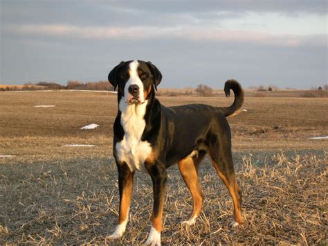 Greater Swiss Mountain Dog - Facts, Pictures, Breeders, Temperament ...