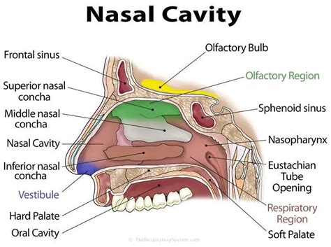 Nose diagram