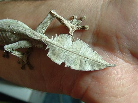 Satanic Leaf Tailed Gecko With Wings