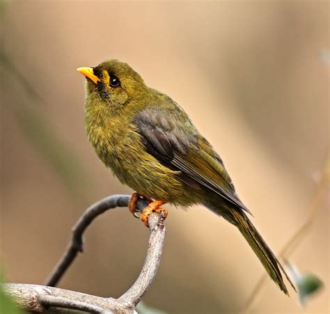 Sounds of bellbirds – KathSwinbourne