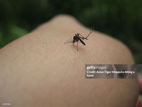 Asian Tiger Mosquito High-Res Stock Photo - Getty Images