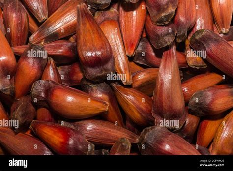 Close-up of a large amount of raw brazilian pinion fruit Stock Photo ...