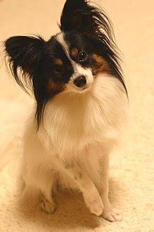 Papillon dog - Wikipedia