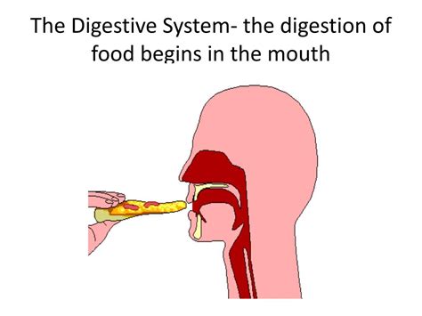 PPT - The Digestive System- the digestion of food begins in the mouth ...