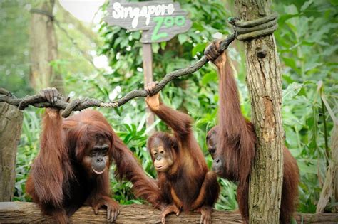 Singapore Zoo - Map, Location, Facts, Best time to visit