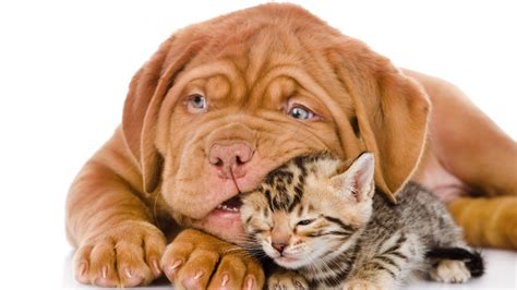 32 Amazing Cat And Dog Cute Wallpaper Easy Download | Lumegram